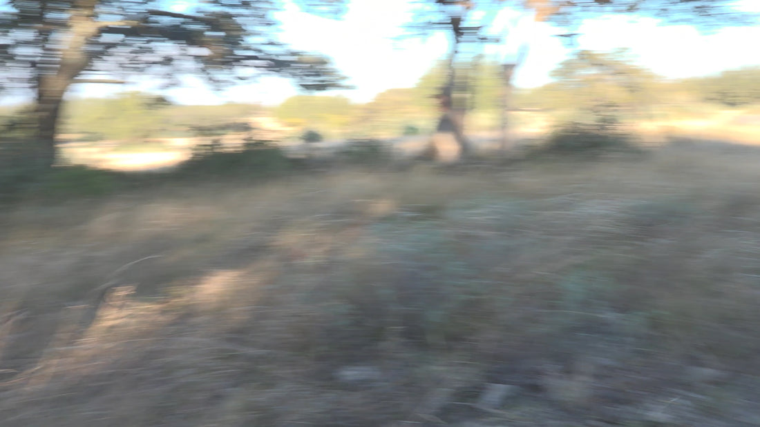 Rattled-in buck field video, directly downwind
